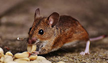 24 Hour & Emergency Exterminators in Groton, MA